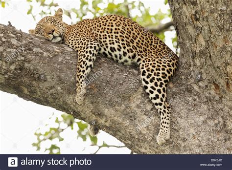 A Leopard Sleeping In Hot Sun In Tree In Botswana Leopard