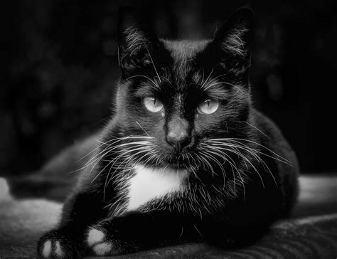 Cat Feline Close Up Black And Free Photo On Pixabay