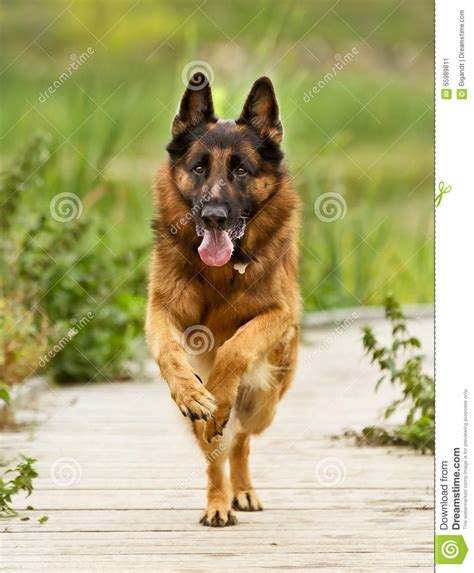 Adult German Shepherd Dog Stock Image Image Of Running