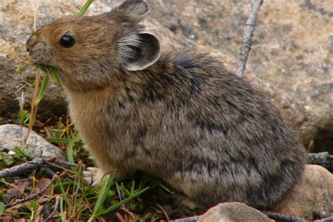 The American Pika A Case Study In Wildlife Acclimating To Climate Change