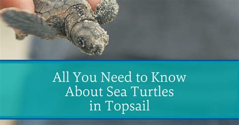 All You Need To Know About Sea Turtles In Topsail Topsail Island Blog