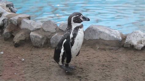 Penguin Pinguino De Humbolt Youtube