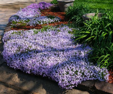 Fast Growing Ground Cover Plants 11 Picks For Quick Results