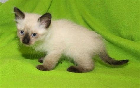 Check here for details and updates. Siamese kittens available for adoption from Ohio Humane ...