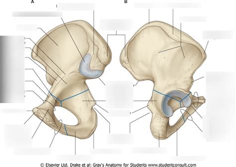 Pelvis Anatomy Diagram Quizlet