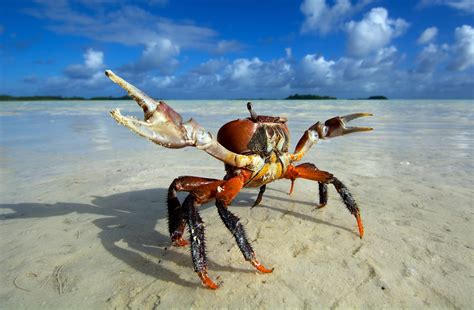 Wallpaper Animals Food Beach Crabs Seafood Fauna Extreme Sport