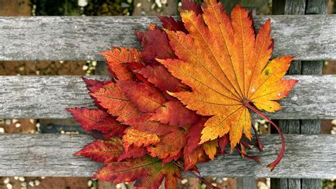 Обои — Опавшие осенние листья, обои осень, красивые картинки, фото, заставки и обои на рабочий ...