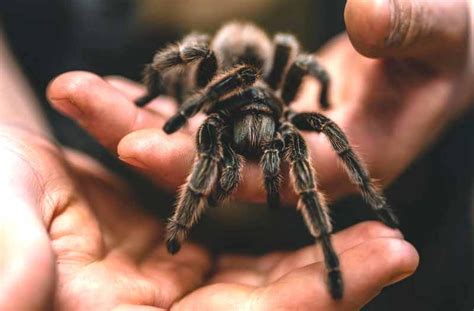 10 Biggest Spider In The World 1 Guide Atbuz