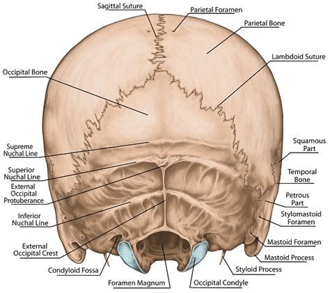 Back Of Skull Anatomy Upper Cervical Spine Disorders Anatomy Of The