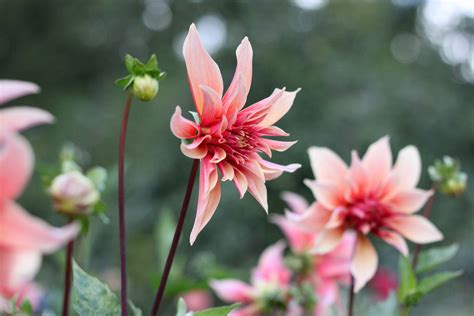 Pin On Seasonal British Flowers Dahlias