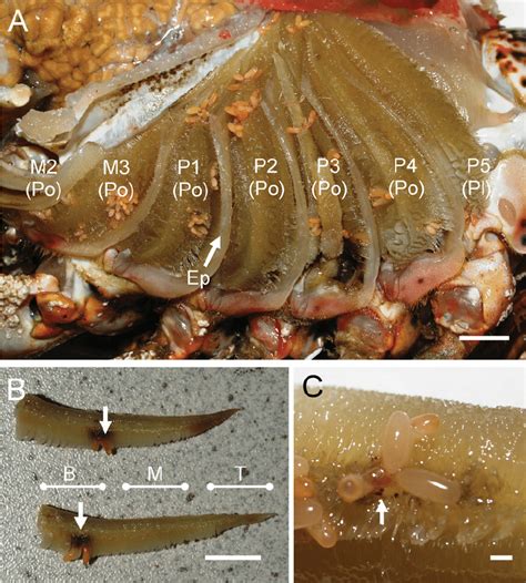 Copepod Parasites On European Lobster Homarus Gammarus Gills A
