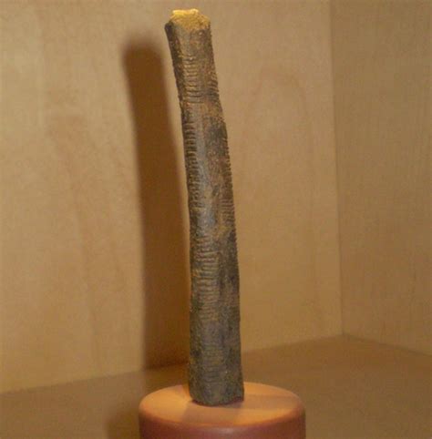 Is The 20000 Year Old Ishango Bone The Earliest Evidence Of Logical