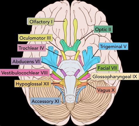 Anatomy And Physiology Of The Human Brain