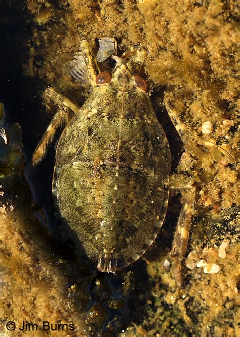 Giant Water Bug