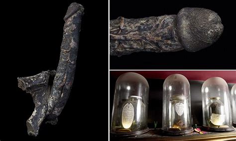 Mummified Penis Rented By Museum For 2500 A Year Daily Mail Online