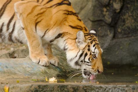 612 Tiger Drinking Water Stock Photos Free And Royalty Free Stock