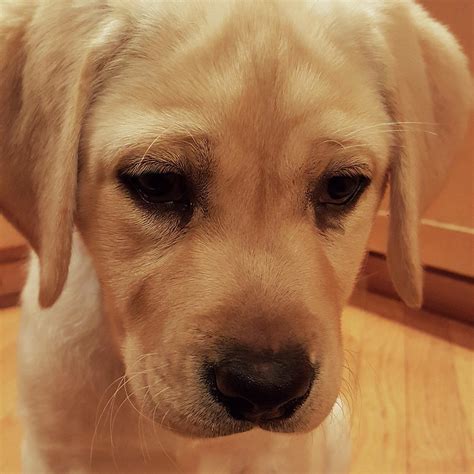 Yellow Labrador Retriever Cute Puppy Face Photograph By Crista Forest