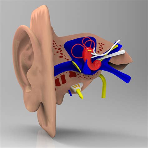 Human Ear Section Studio Max Obj 3d Cgtrader