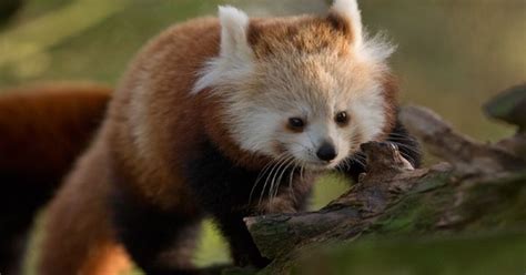 Fota Wildlife Park Needs Your Help Naming A New Baby Red Panda