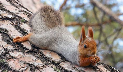 10 Faits Que Vous Ne Saviez Pas Sur Les écureuils Au Pays Des Animaux