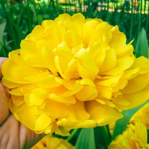 Double Peony Tulip Yellow Pomponette K Van Bourgondien