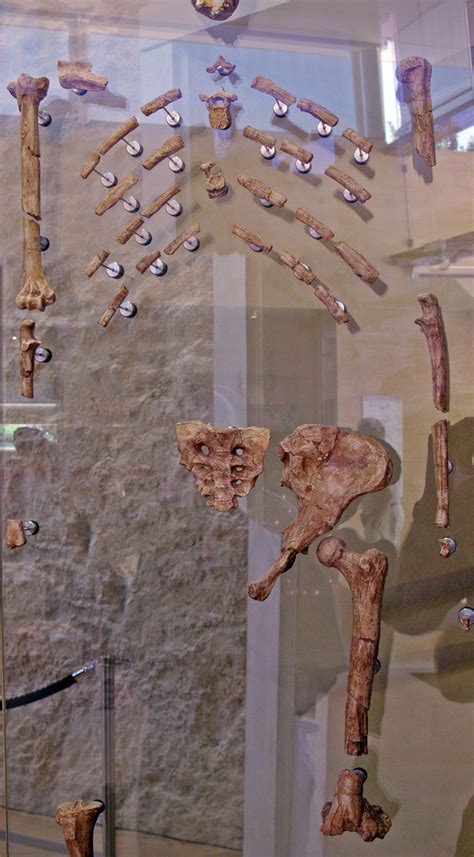 Lucy Australopithecus Afarensis