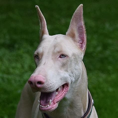 White Doberman Phoenix Wilfert Doberman Pinscher Dog Doberman