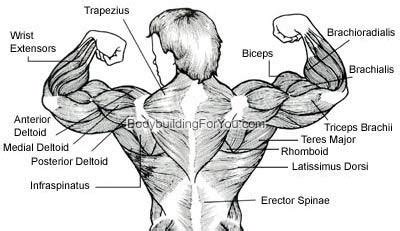 Here the extrinsic back muscles are classified into logical subgroups to facilitate knowledge. What is the difference between the middleback muscle and the lats? They seem to be the same ...