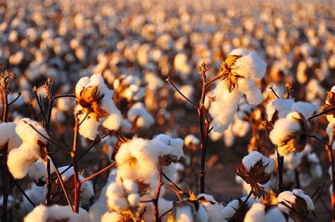 File:Cotton field kv25.jpg - Wikimedia Commons