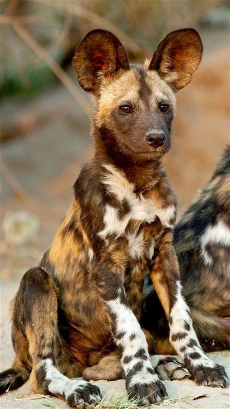 34 Best Dhole Or Wild Dog Images On Pinterest Wild Dogs Wild Animals