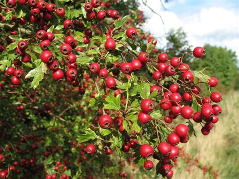 Hawthorn Berry Hawthorn Tree Heirloom Seeds