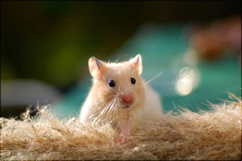 Baby Hamster Wallpapers Top Free Baby Hamster Backgrounds