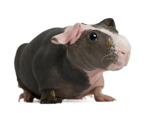 Premium Photo Hairless Guinea Pig Standing