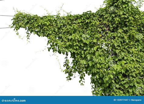 Plants Ivy Vines On Poles On White Background Stock Image Image Of