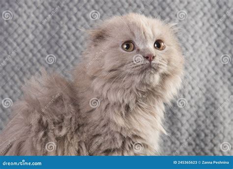 Scottish Fold Highland Fold Kitten Gray Fluffy Cat Stock Image Image