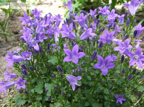 Plantfiles Pictures Campanula Dalmation Bellflower Wall Bellflower