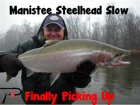 Manistee River Steelhead Slow Finally Picking Up