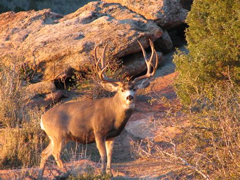 Giant Mule Deer Bucks A Gallery On Flickr