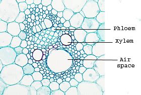 The transport itself happens in the stem, which exists in two forms: MONOCOT VASCULAR BUNDLE 2 copy