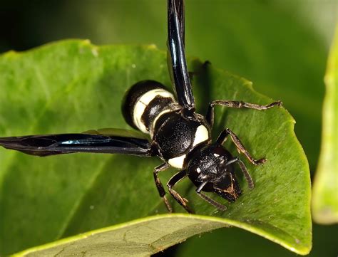 White Striped Black Mason Wasp Us Forest Service