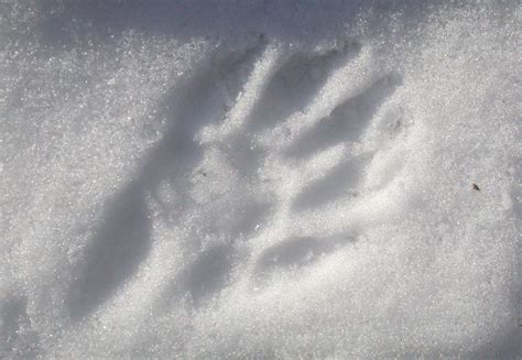 Fisher cat tracks north of abners pond, with a 4 pocket knife for scale. Animal Tracks - Door County Pulse
