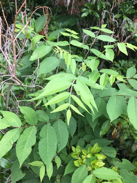 How To Distinguish Poison Sumac From Tree Of Heaven 407977 Ask Extension