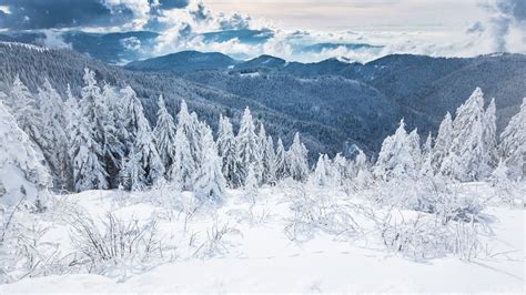 Free Photo Forest In Winter Bunch Cold Forest Free Download Jooinn