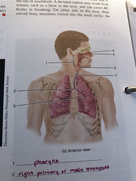 Exercise 32 Figure 321 Organs Of The Respiratory System Diagram Quizlet