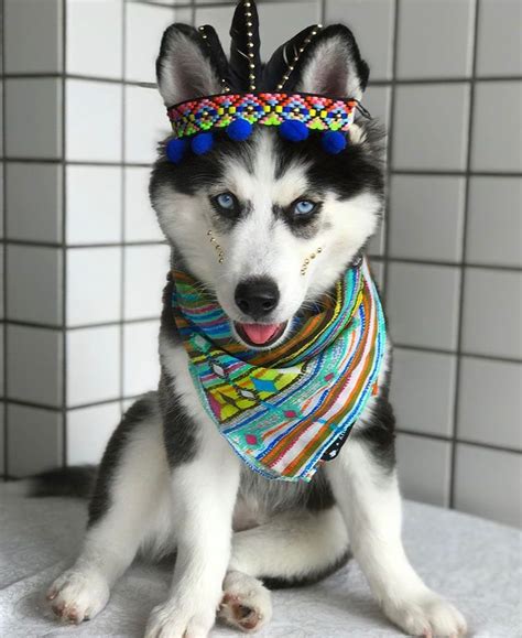 Alibaba.com offers 1,113 husky dogs puppies products. #siberianhusky | Malamute husky, Siberian husky, Dog ...