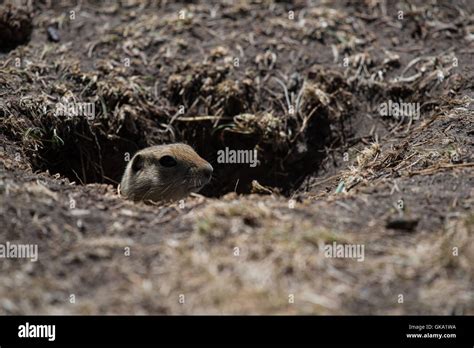 Ground Squirrel Hole Hi Res Stock Photography And Images Alamy