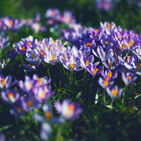 Nw04 Flower Purple Spring Nature Wallpaper