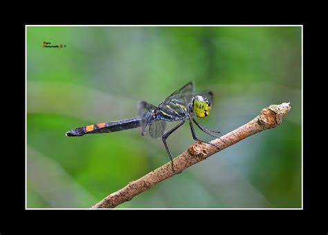 020111 Macro Handsome Grenalier Female Agrionoptera Sexlin Flickr