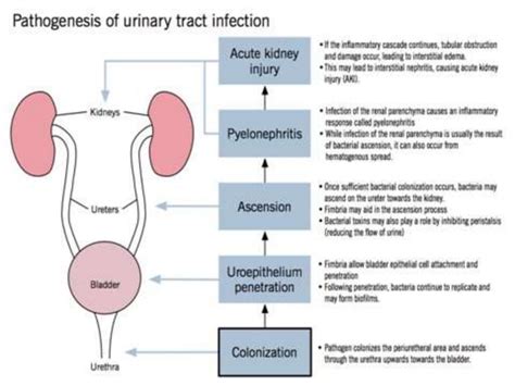 Urinary Tract Infections Pathophysiology Pharm D Ppt