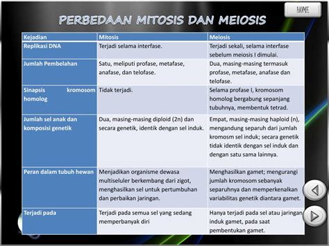 Ppt Mitosis Dan Meiosis Powerpoint Presentation Free Download Id